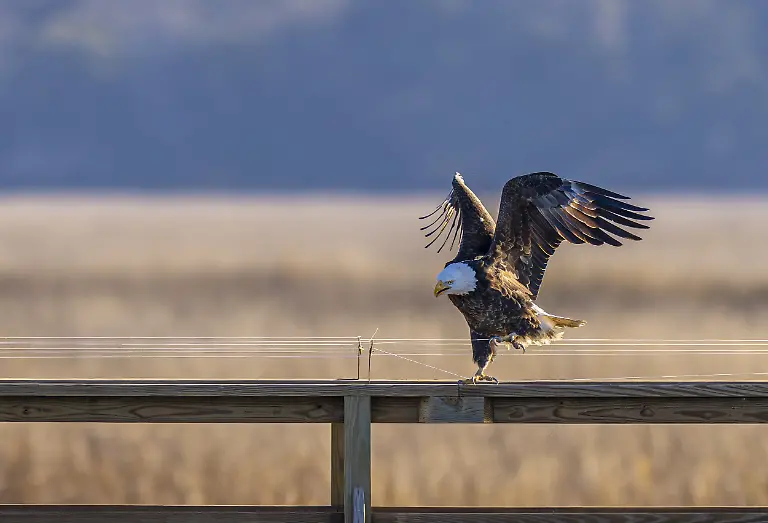 Tripped Up, by Jacqueline Schletter